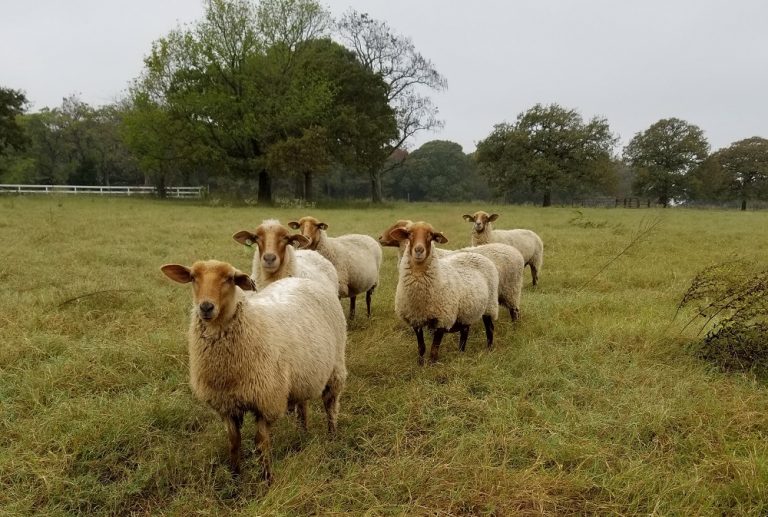 Tunis Sheep Good and Able Farmstead