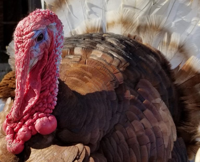 Bourbon Red Turkey Good and Able Farmstead